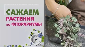 Сажаем флорариумы. Как правильно сажать растения во флорариумы. Принципы полива флорариумов