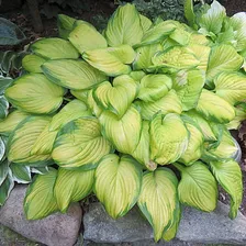Hosta Stained Glass