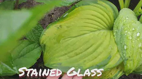 Хоста сорт Stained glass в июне