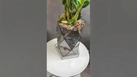 Замиокулькас в кашпо ДНК