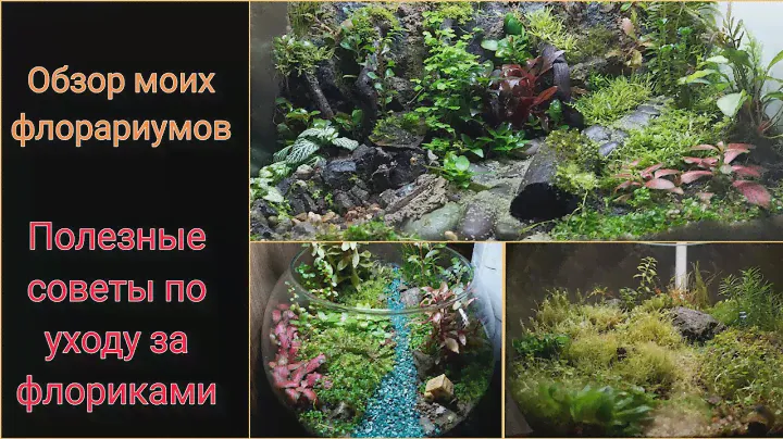 Обзор флорариумов. Советы по уходу за флориками.