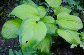 Хоста «Стейнд Гласс» (Hosta Stained Glass)