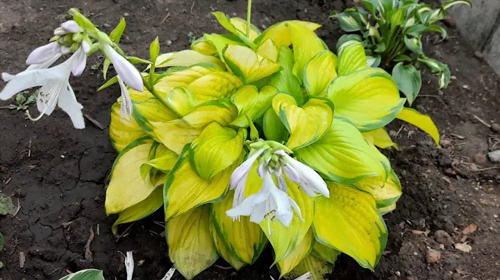 #хоста #hosta #СтэйндГласс #StainedGlass / Хоста золотая Стэйнд Гласс. Цветение. Уход.